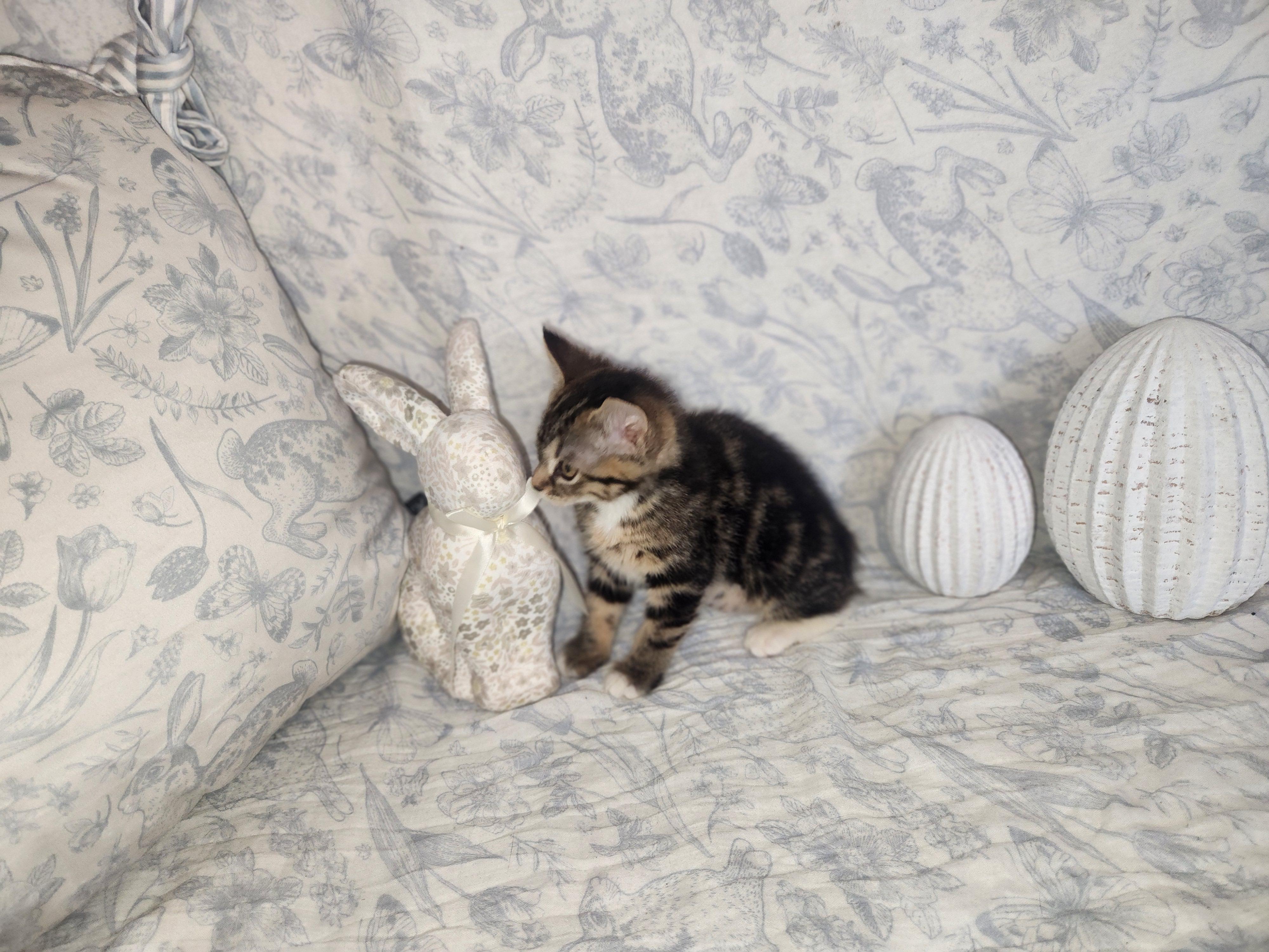 Enlarge Chicken, a Adopted Domestic Medium Hair in Sneads Ferry, NC image 2/3
