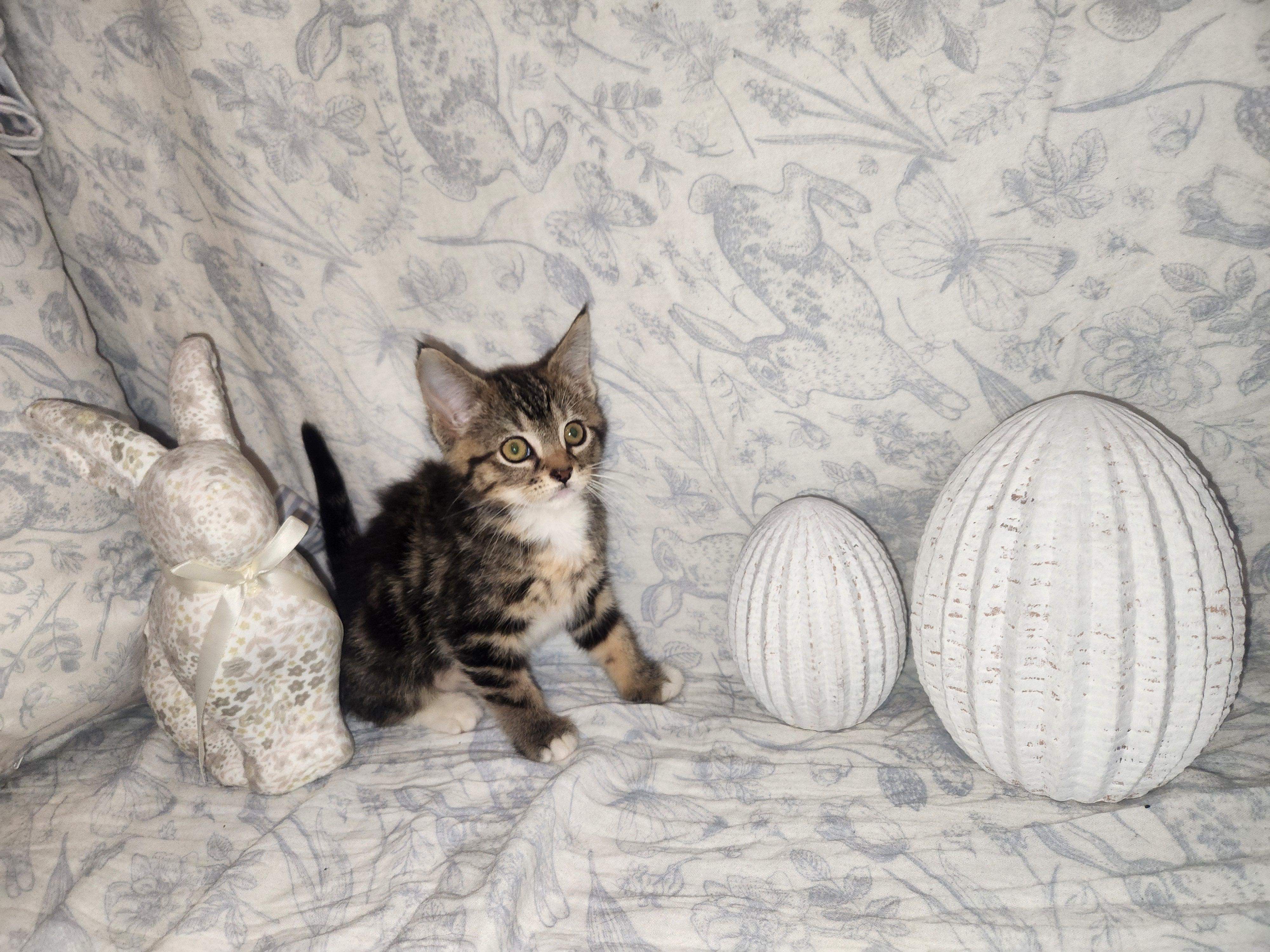 Enlarge Chicken, a Adopted Domestic Medium Hair in Sneads Ferry, NC image 3/3