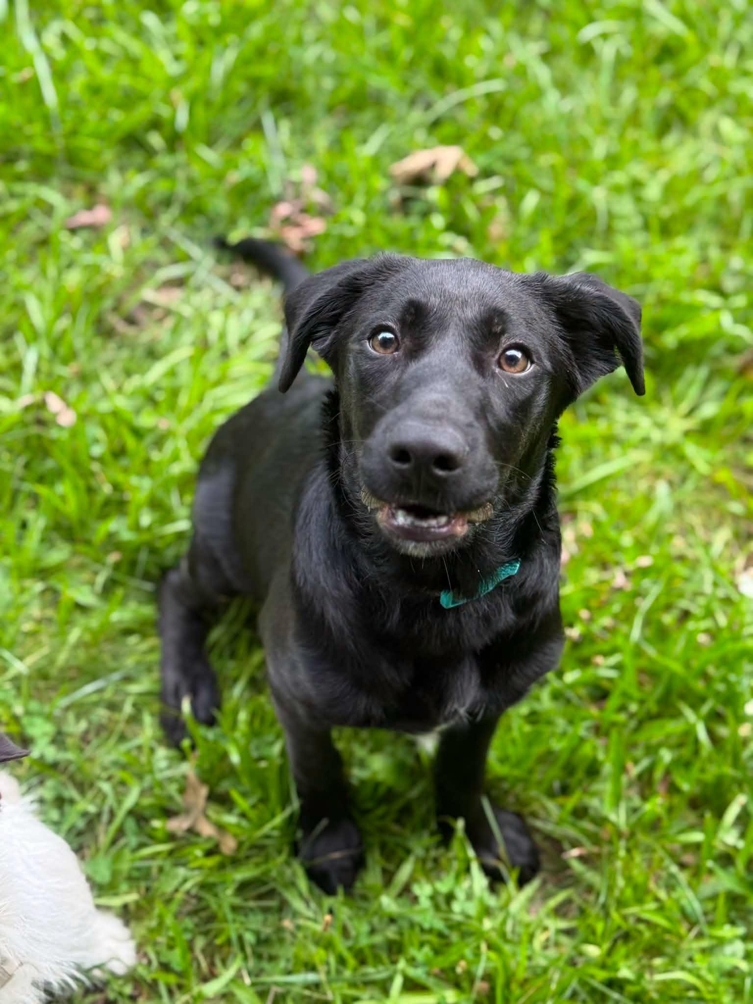 Enlarge Archimedes, a Adoptable mixed breed in Bahama, NC image 4/6