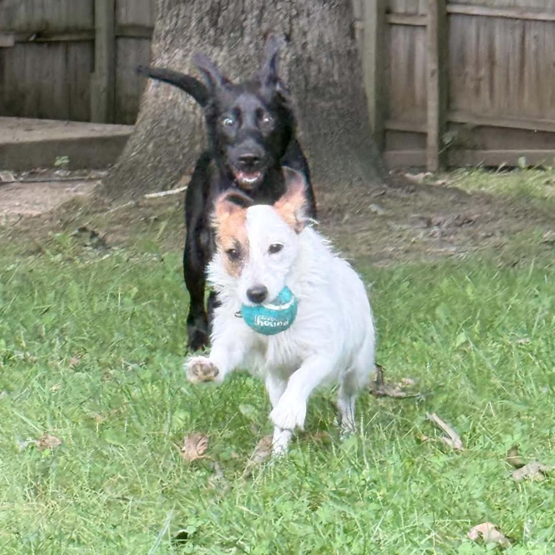 Enlarge Archimedes, a Adoptable mixed breed in Bahama, NC image 5/6