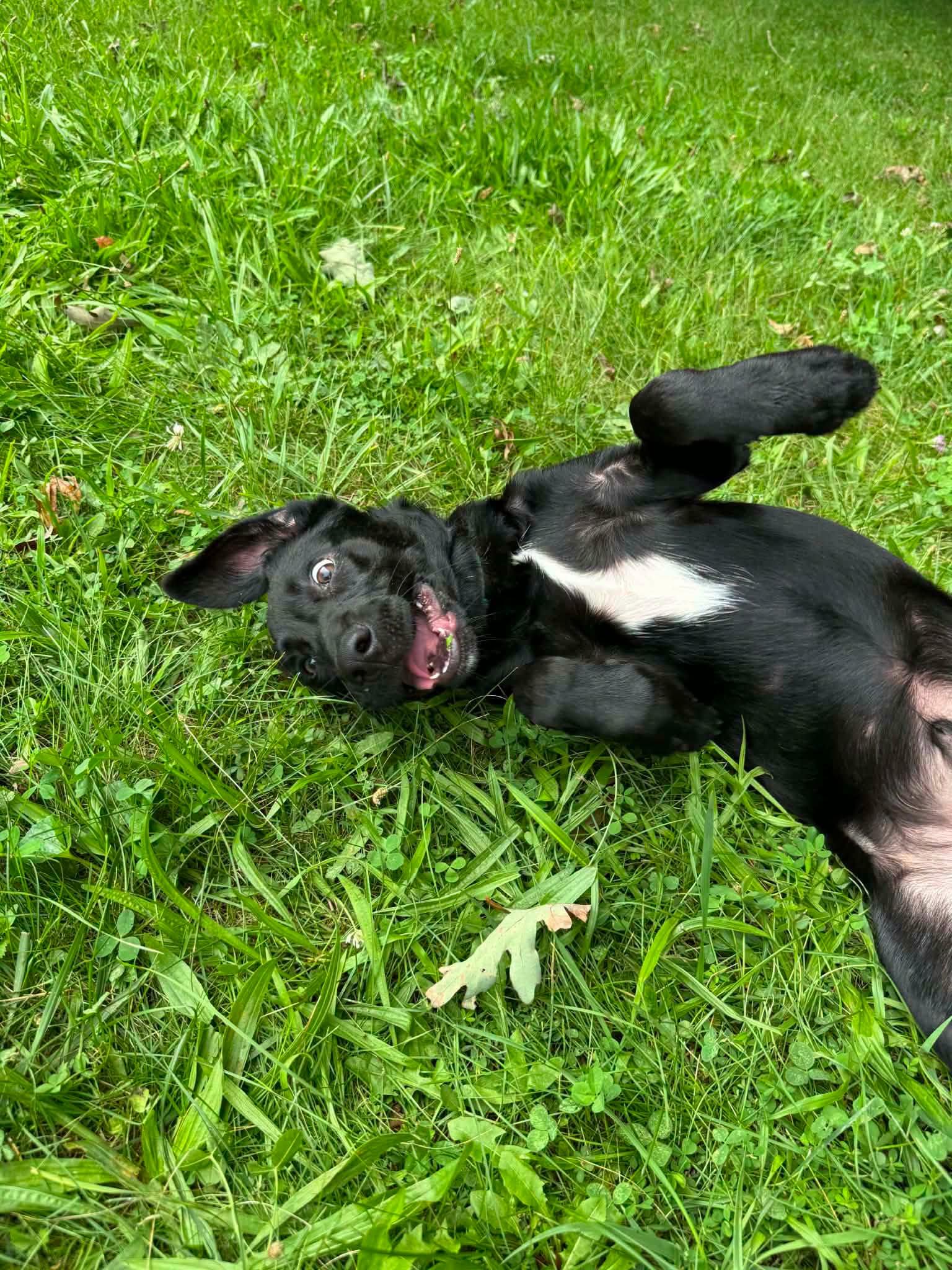 Enlarge Archimedes, a Adoptable mixed breed in Bahama, NC image 6/6