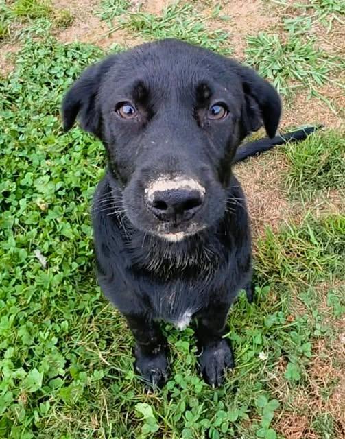 Archimedes, Adoptable, Puppy Male Mixed Breed.