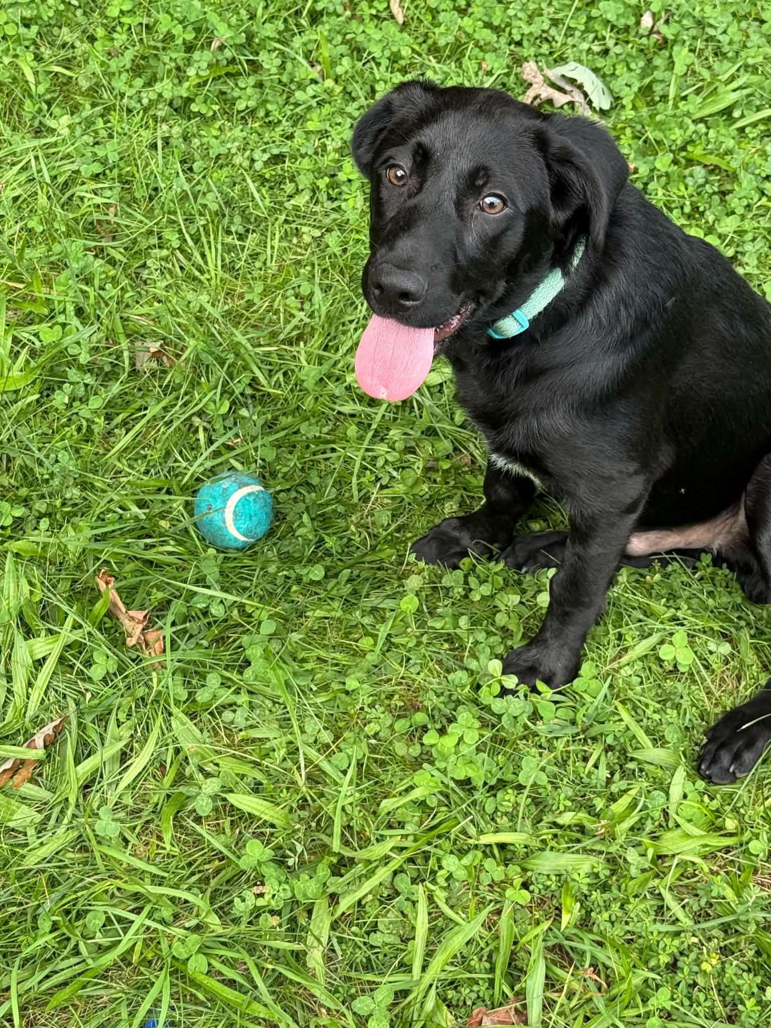 Enlarge Archimedes, a Adoptable mixed breed in Bahama, NC image 3/6
