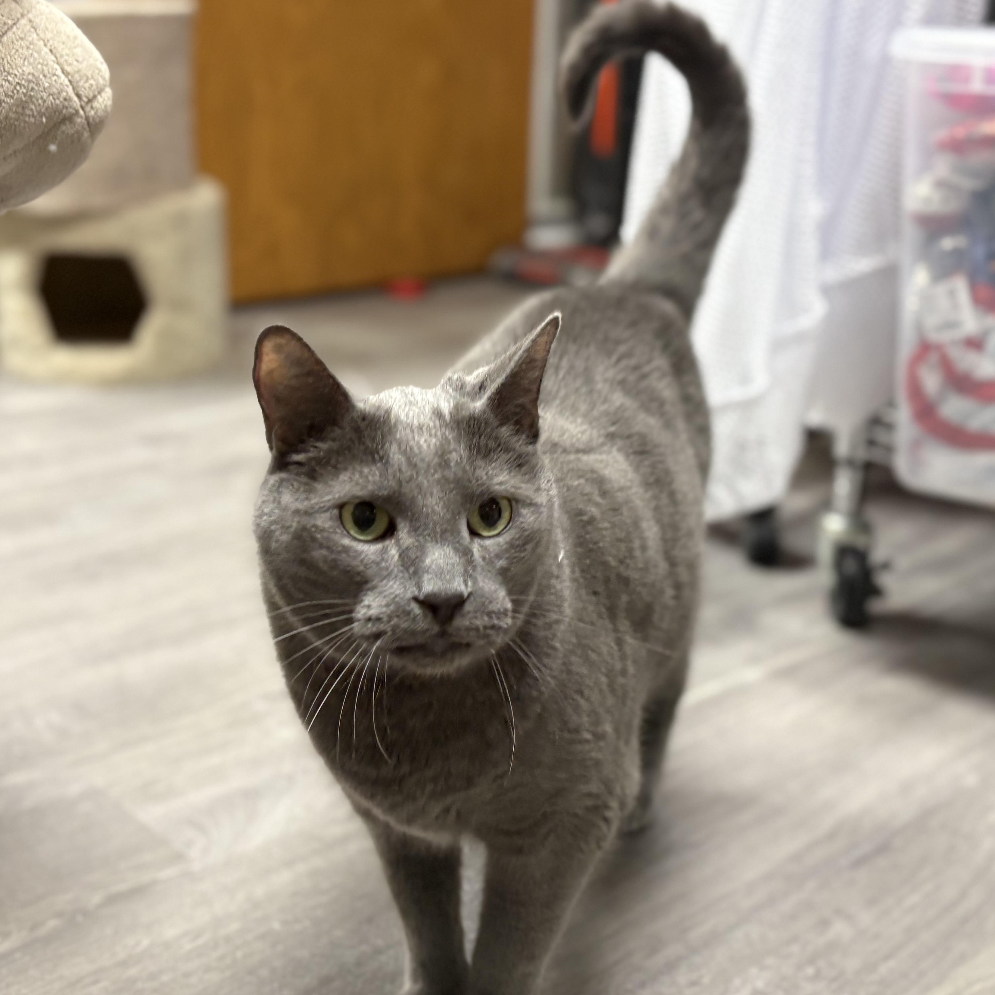 Enlarge Murphy, an adopted mixed breed in Blaine , MN image 5/6