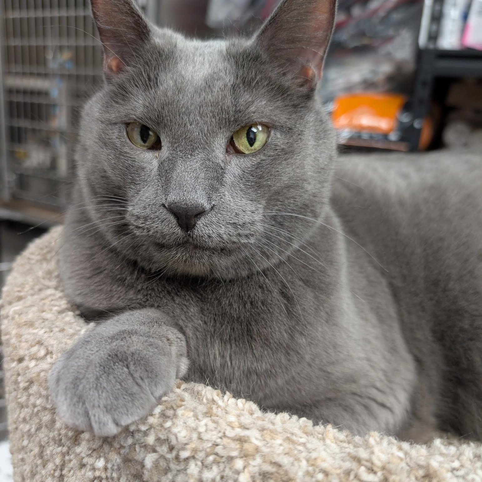 Enlarge Murphy, an adopted mixed breed in Blaine , MN image 4/6