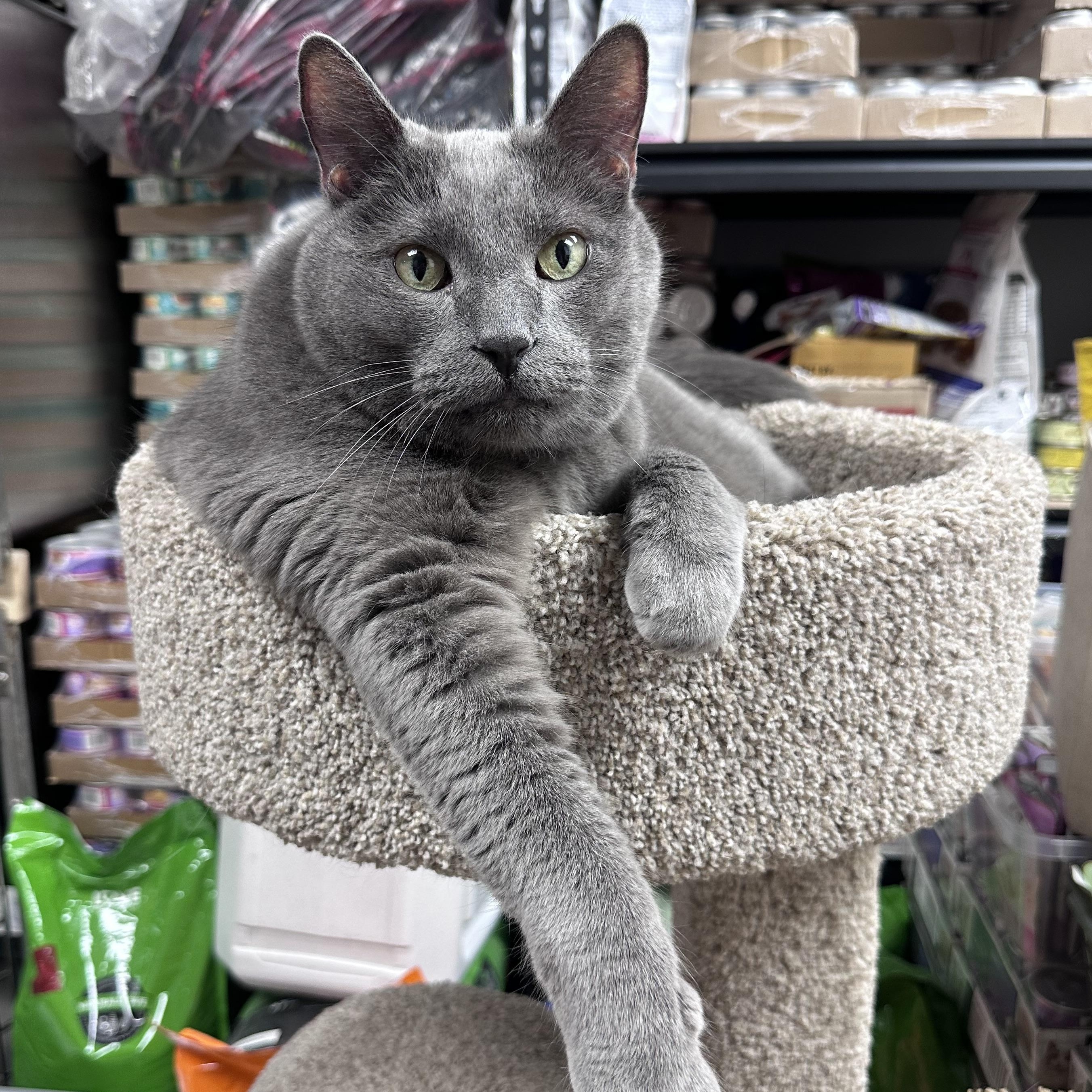 Enlarge Murphy, an adopted mixed breed in Blaine , MN image 1/6