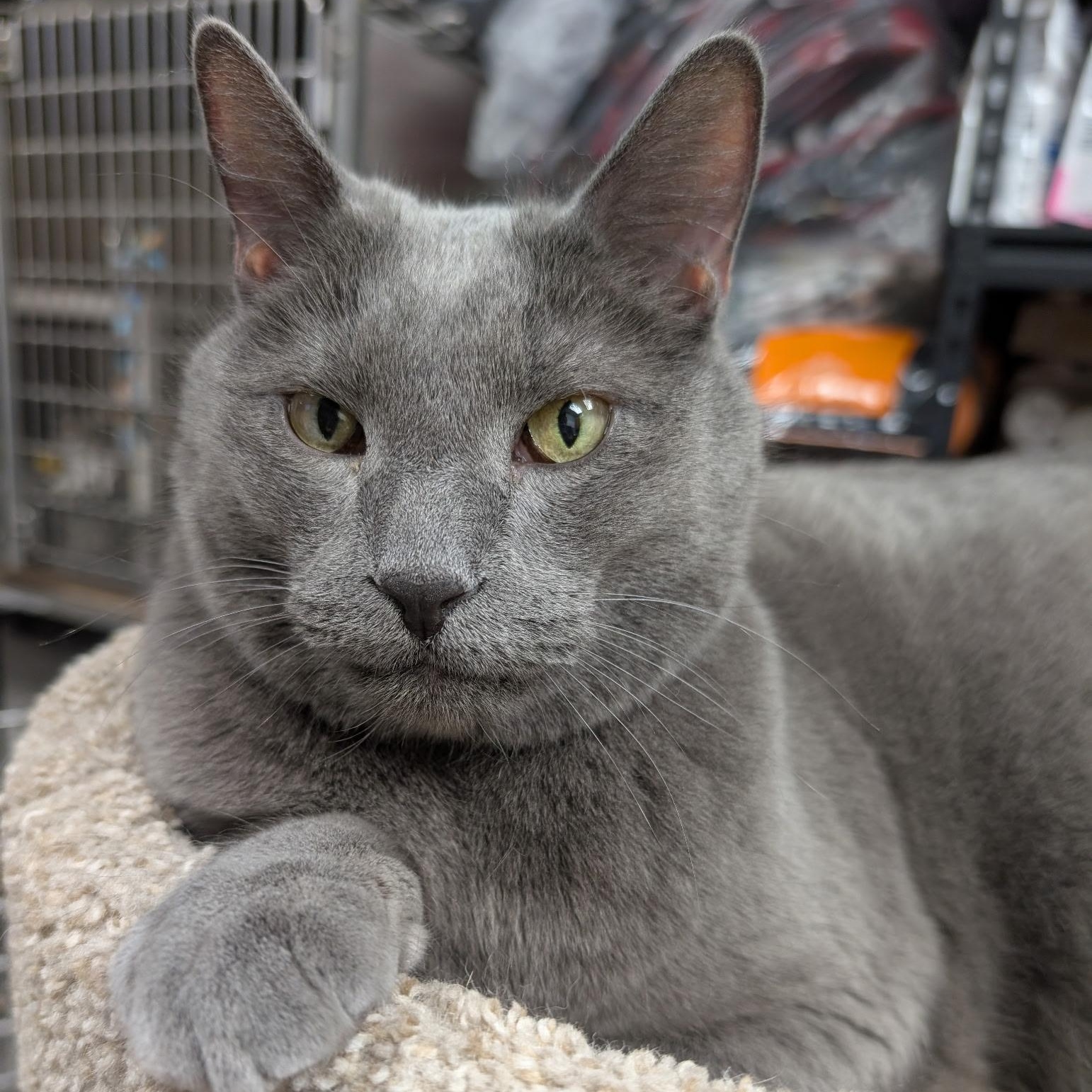 Enlarge Murphy, an adopted mixed breed in Blaine , MN image 3/6