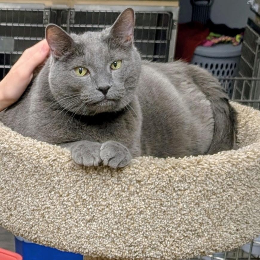 Enlarge Murphy, an adopted mixed breed in Blaine , MN image 2/6