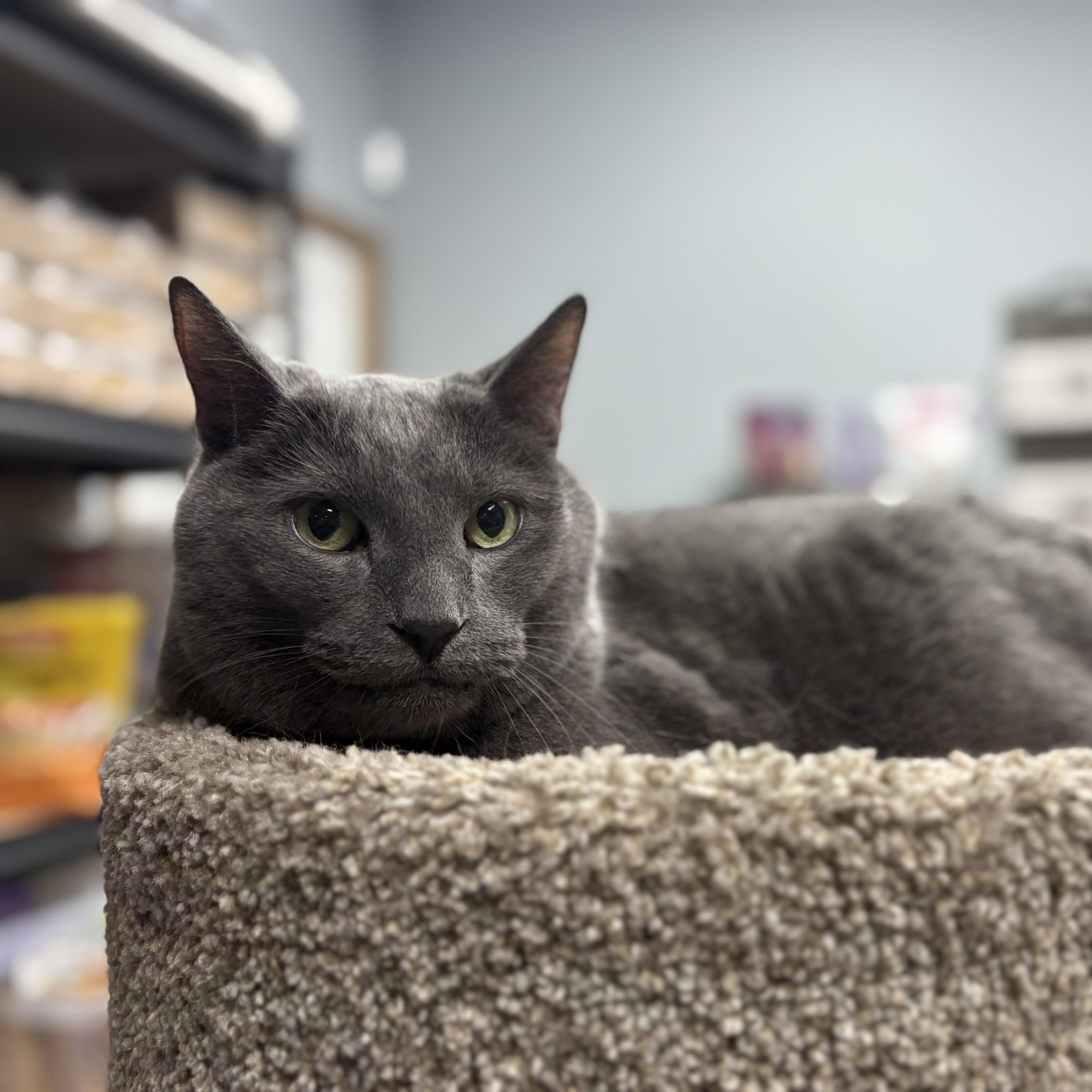 Enlarge Murphy, an adopted mixed breed in Blaine , MN image 6/6