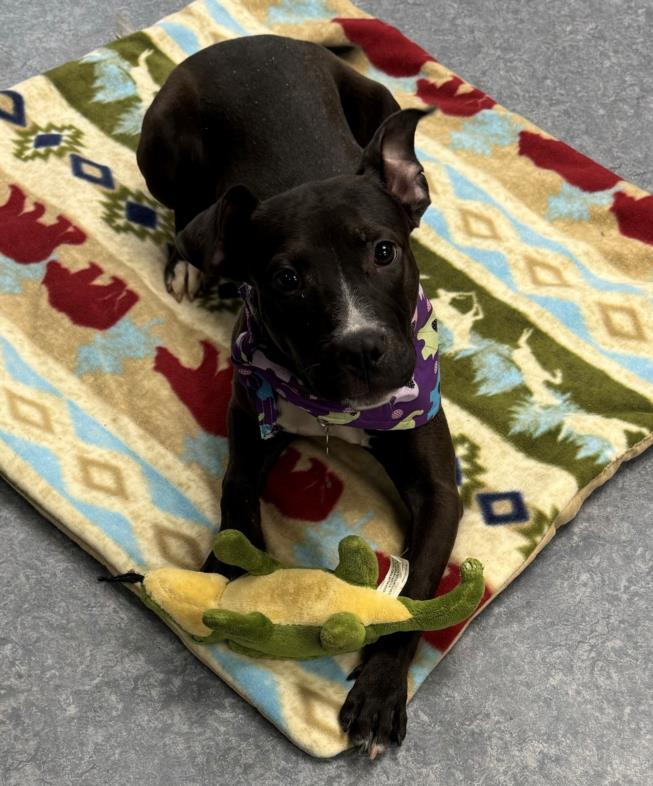 INTERLOCHEN, Adoptable, Adult Female Pit Bull Terrier & Mixed Breed.