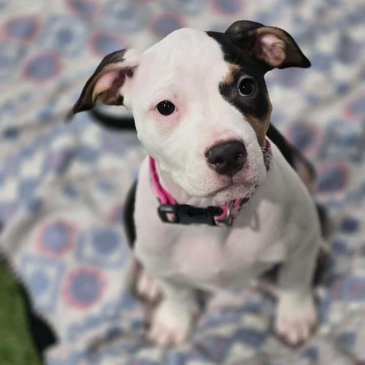 Enlarge Peeps, a ADOPTABLE mixed breed in Racine, WI image 3/3