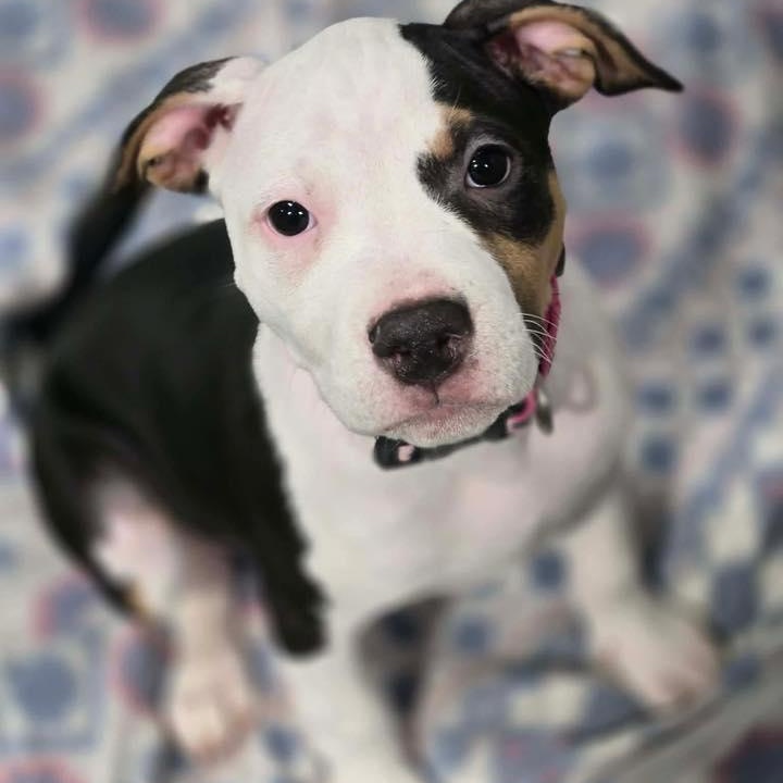 Enlarge Peeps, a ADOPTABLE mixed breed in Racine, WI image 1/3