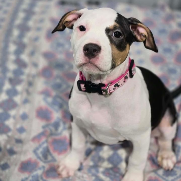 Enlarge Peeps, a ADOPTABLE mixed breed in Racine, WI image 2/3