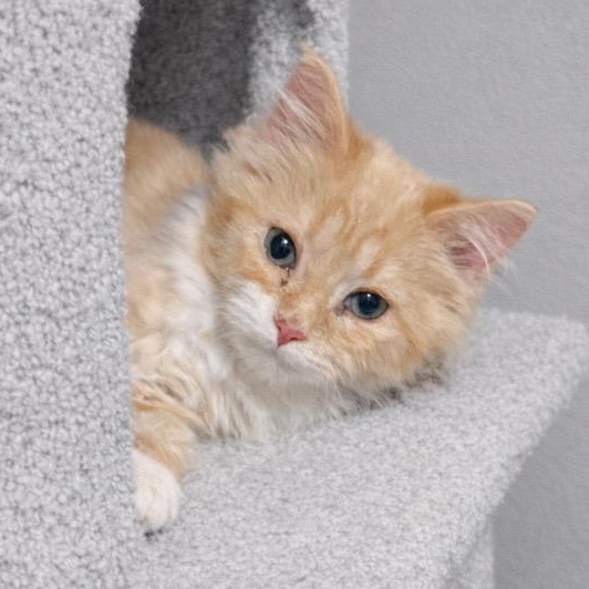 Tessa, ADOPTABLE, Kitten Female Tabby & Domestic Long Hair.