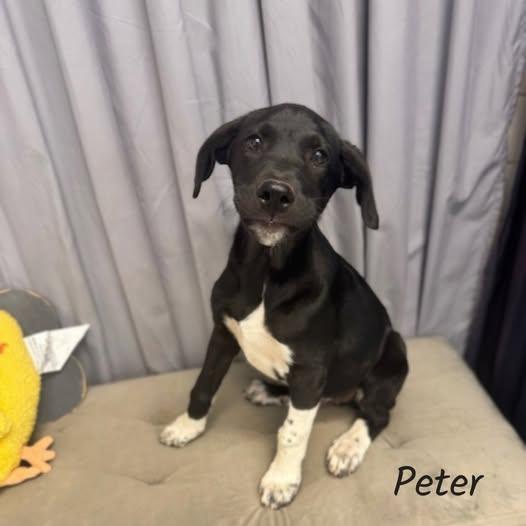Enlarge Peter, a ADOPTABLE mixed breed in Shreveport, LA image 1/1