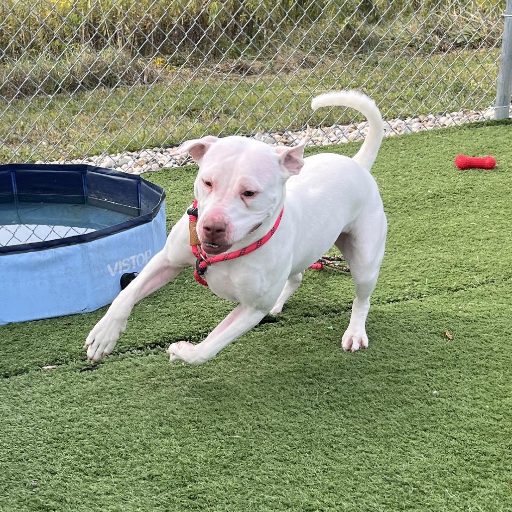 Karma, Adoptable, Adult Female Pit Bull Terrier & Mixed Breed.