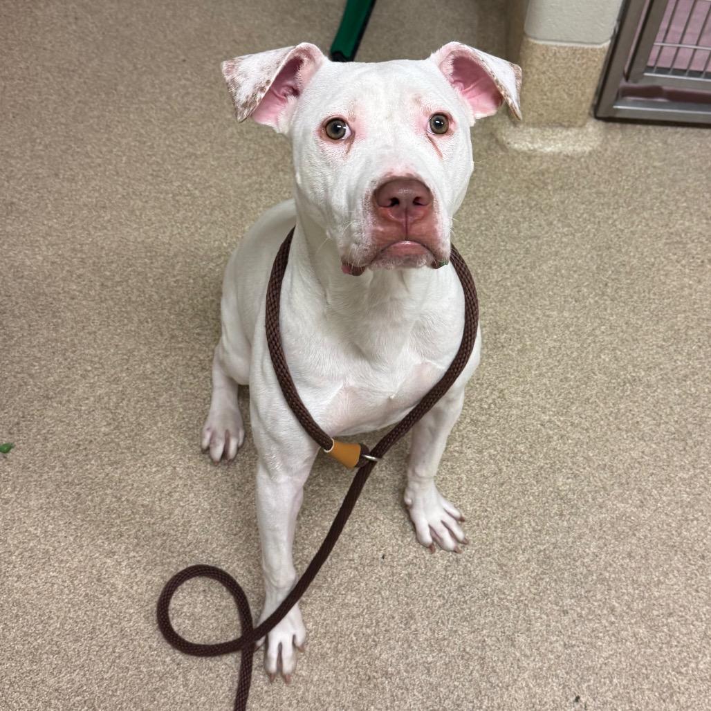 Enlarge Karma, a Adoptable mixed breed in Bristol, IN image 2/6