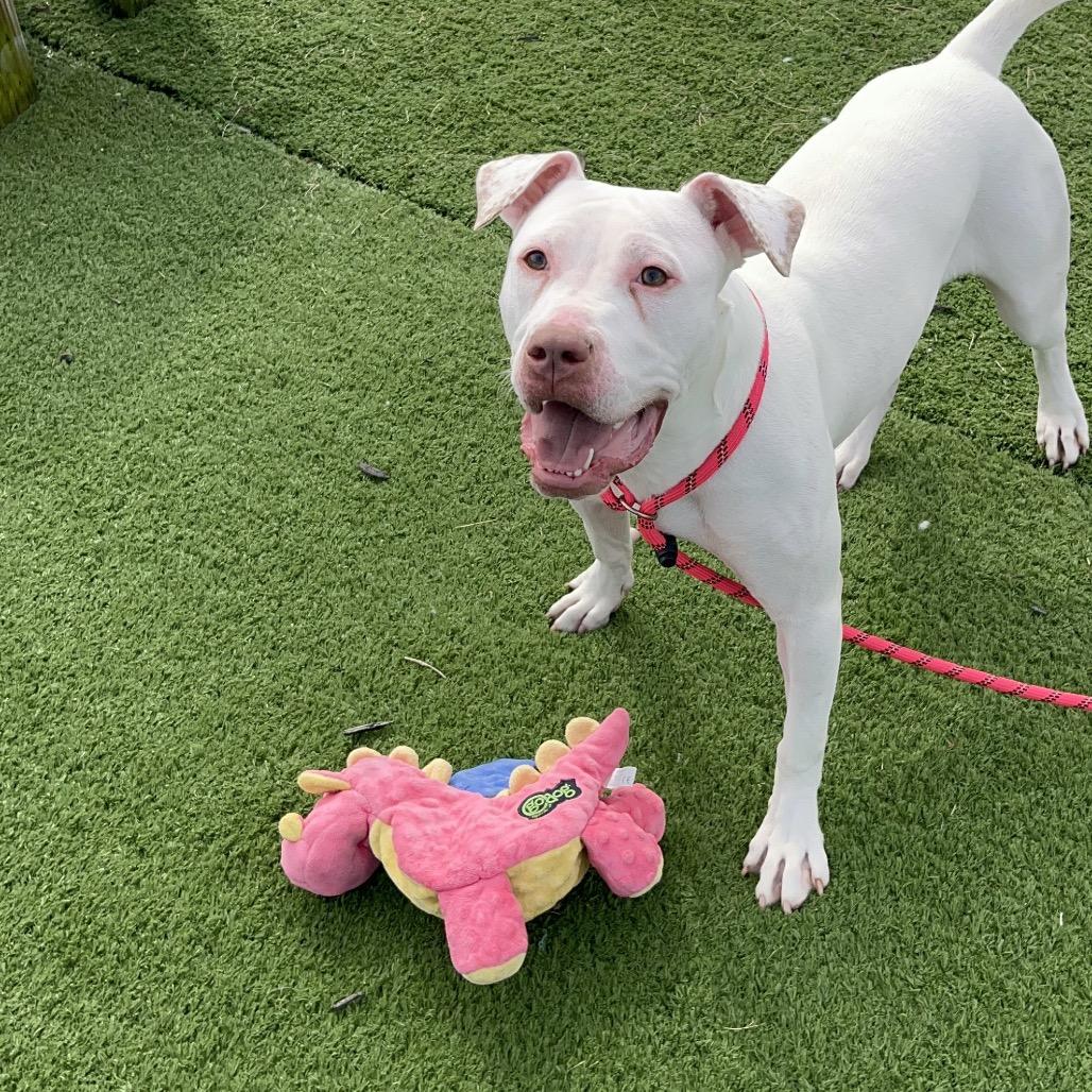 Enlarge Karma, a Adoptable mixed breed in Bristol, IN image 3/6