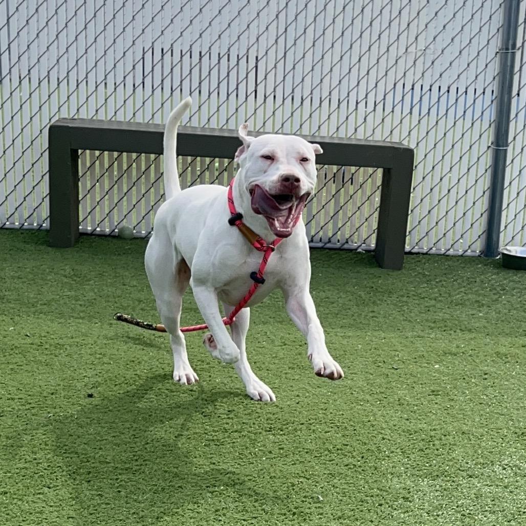 Enlarge Karma, a Adoptable mixed breed in Bristol, IN image 5/6