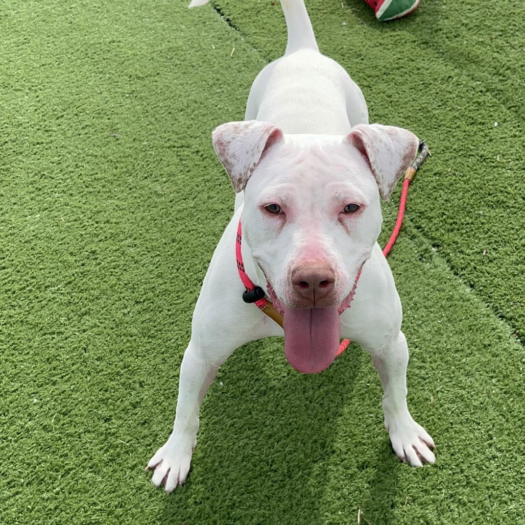 Enlarge Karma, a Adoptable mixed breed in Bristol, IN image 6/6