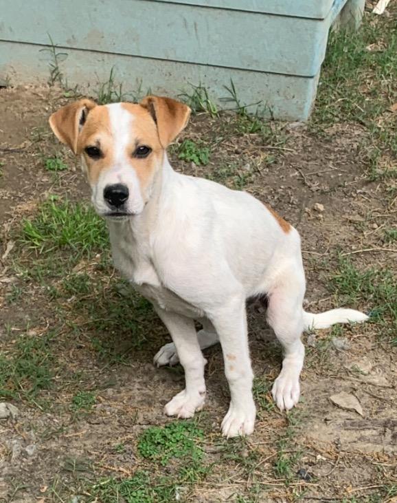 Enlarge Odis, a Adopted mixed breed in Lexington, MS image 1/1