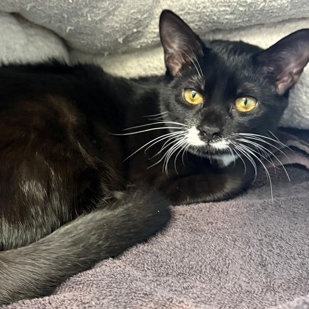 Enlarge Angel, a Adoptable Domestic Short Hair in East Hanover, NJ image 1/4