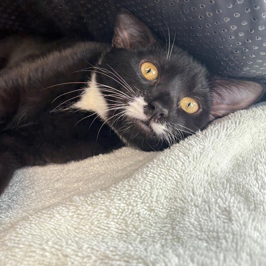 Enlarge Angel, a Adoptable Domestic Short Hair in East Hanover, NJ image 2/4