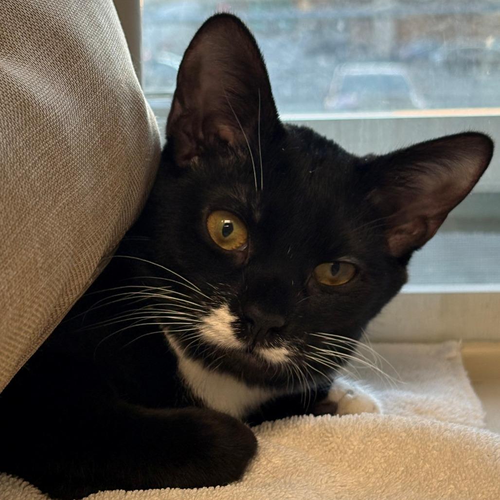 Enlarge Angel, a Adoptable Domestic Short Hair in East Hanover, NJ image 3/4