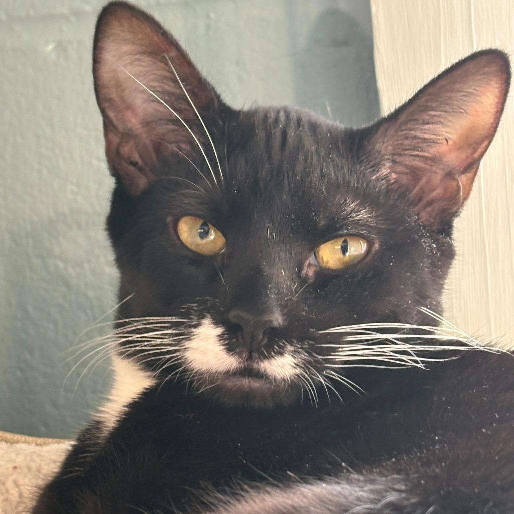 Enlarge Angel, a Adoptable Domestic Short Hair in East Hanover, NJ image 4/4