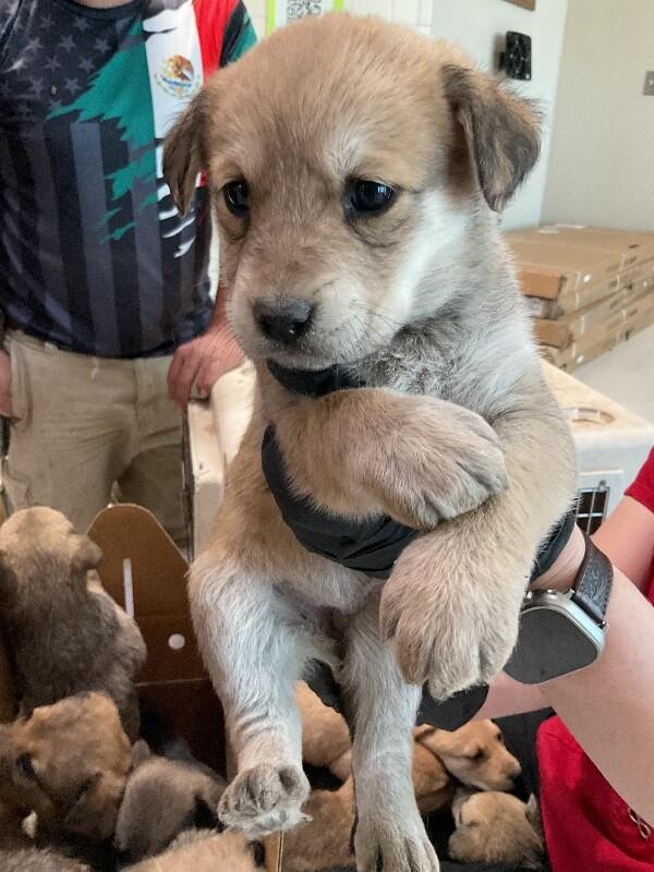 Enlarge Lilac, a Adoptable Mixed Breed in Hobbs, NM image 1/1