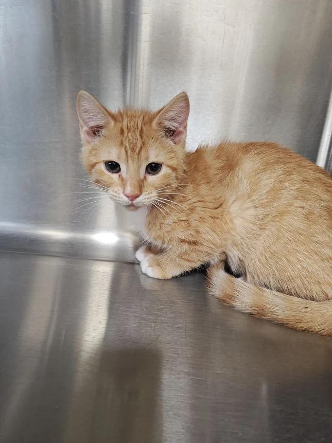 Enlarge Mary-Ellen , an adopted Domestic Short Hair in Wahpeton, ND image 1/1