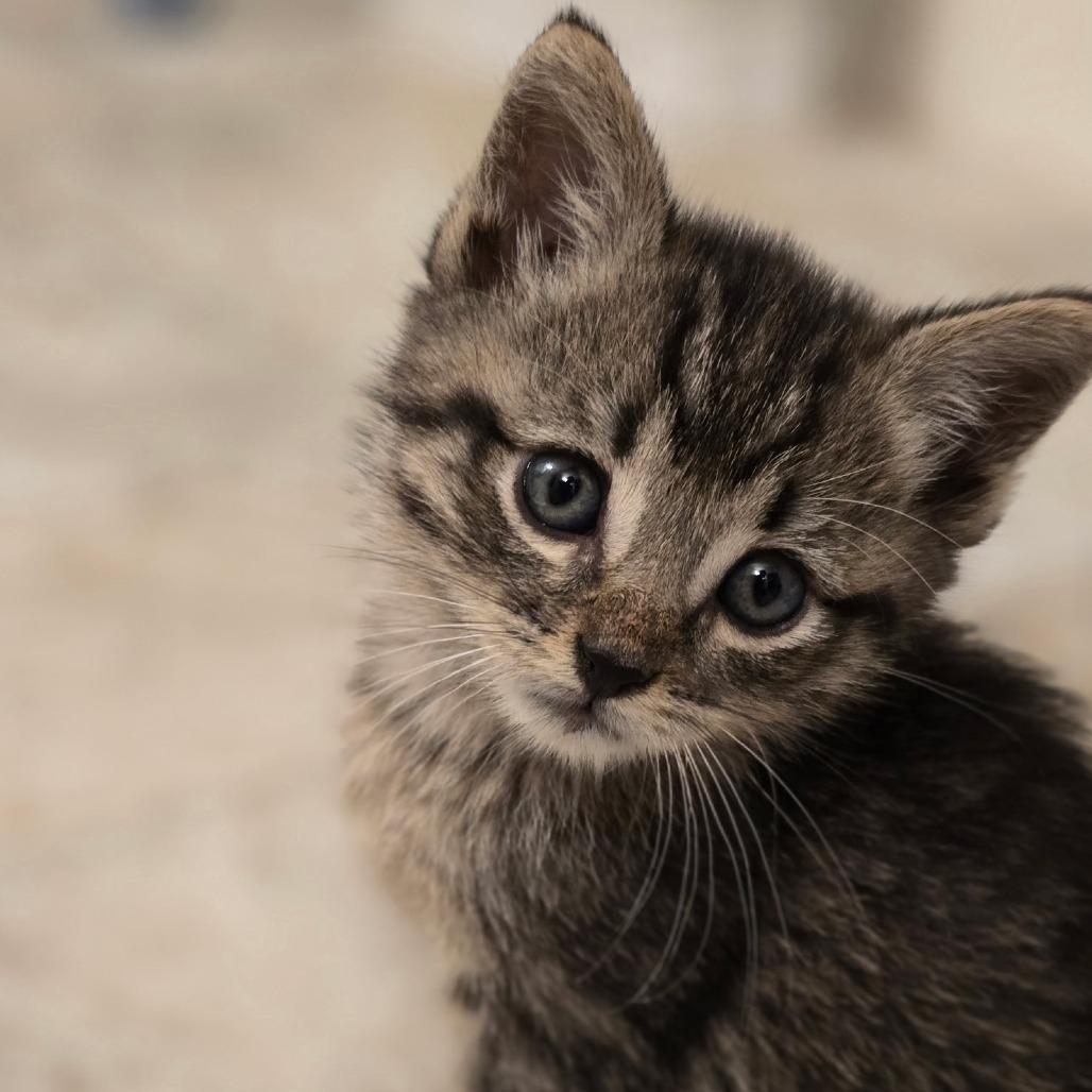 Salmon, Adoptable, Kitten Female Domestic Short Hair.