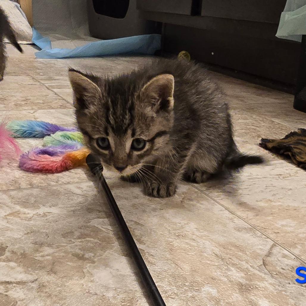 Salmon, a Adoptable Domestic Short Hair in Fort Worth, TX image 2/3