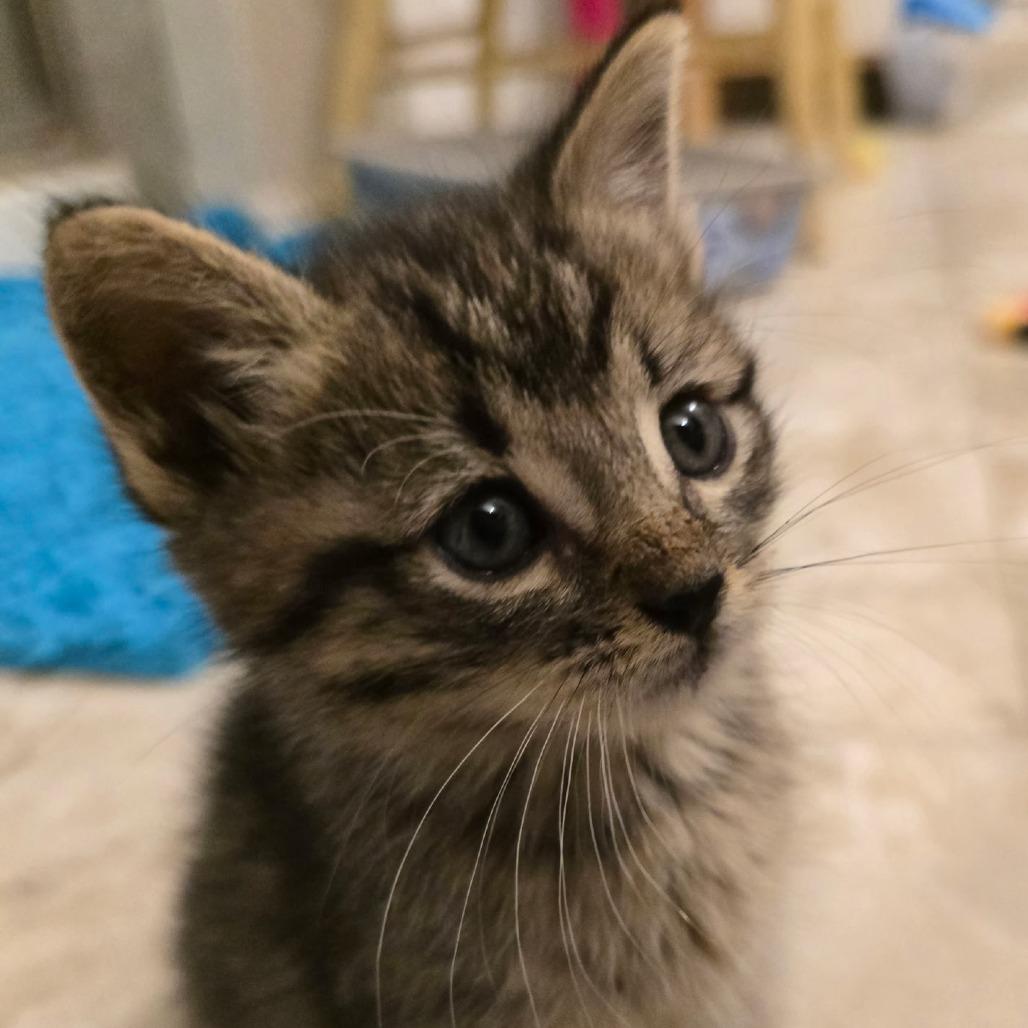 Salmon, a Adoptable Domestic Short Hair in Fort Worth, TX image 3/3