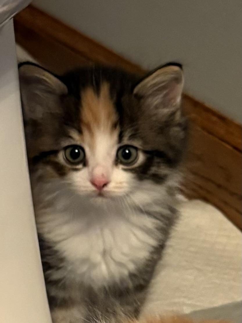 Evangeline, an adopted Domestic Long Hair in Big Rapids, MI image 1/4