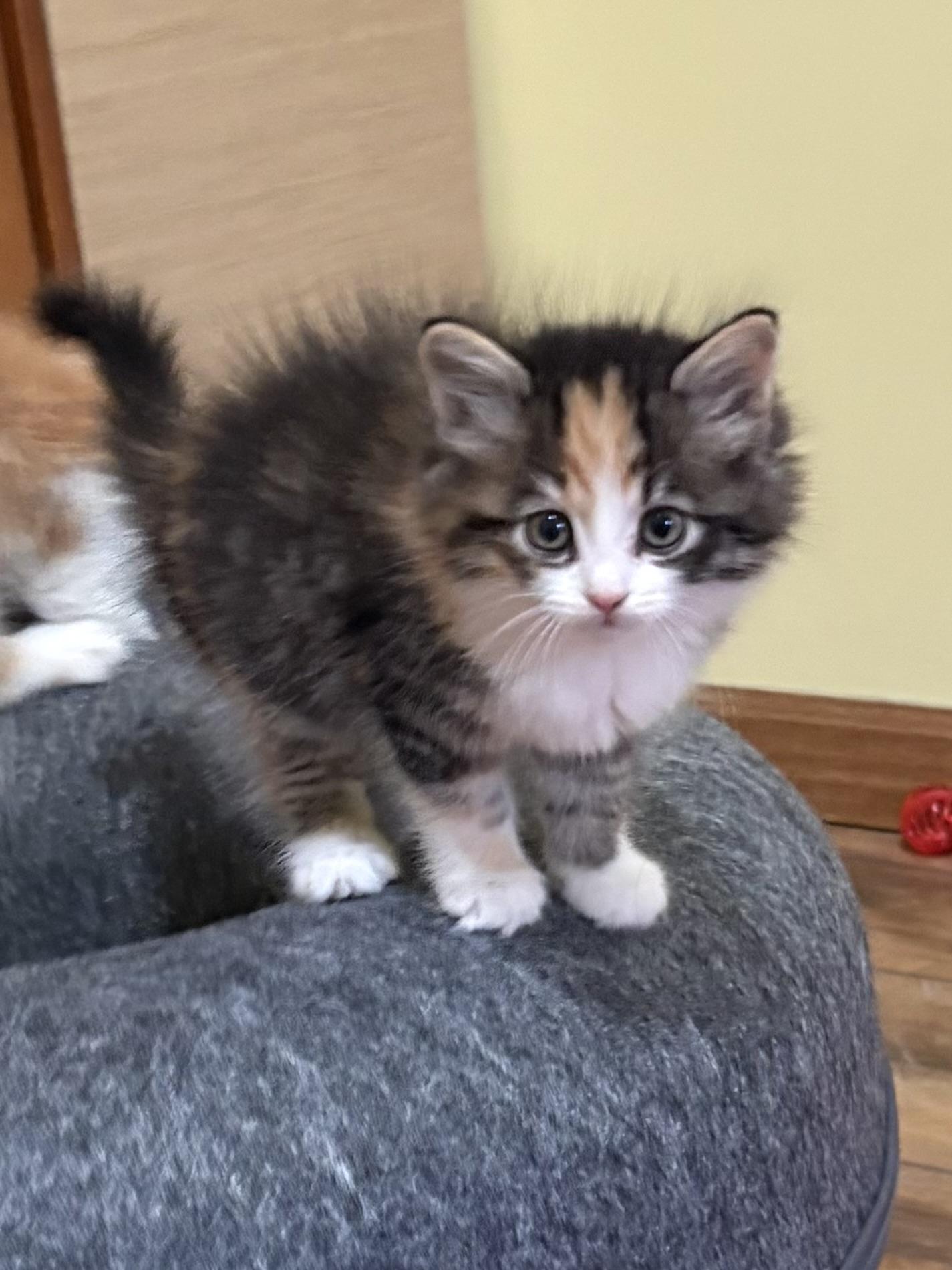 Evangeline, an adopted Domestic Long Hair in Big Rapids, MI image 3/4