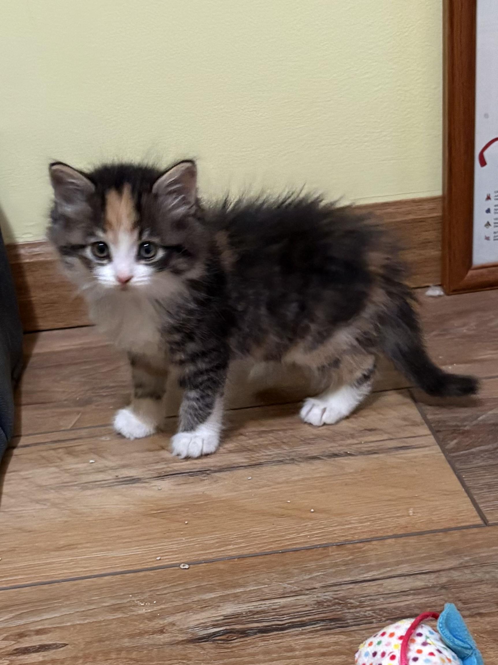 Evangeline, an adopted Domestic Long Hair in Big Rapids, MI image 4/4