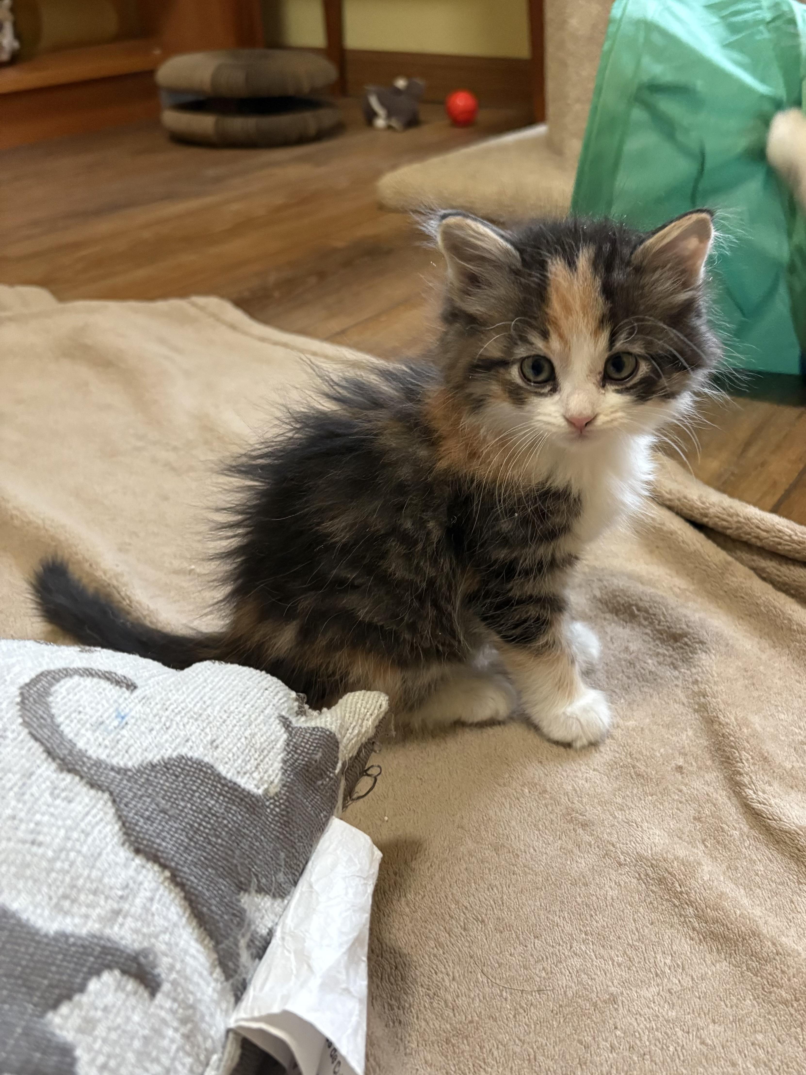 Evangeline, an adopted Domestic Long Hair in Big Rapids, MI image 2/4