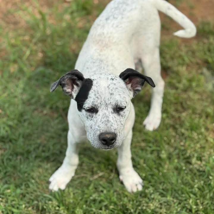 Snapchat, a Adoptable Mixed Breed in Huntsville, AL image 1/6