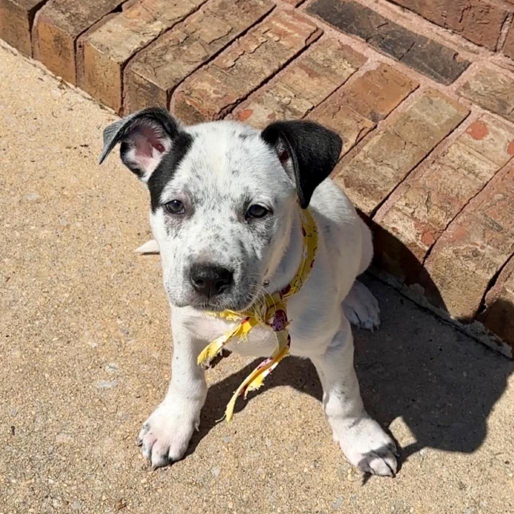 Snapchat, Adoptable, Young Female Mixed Breed.