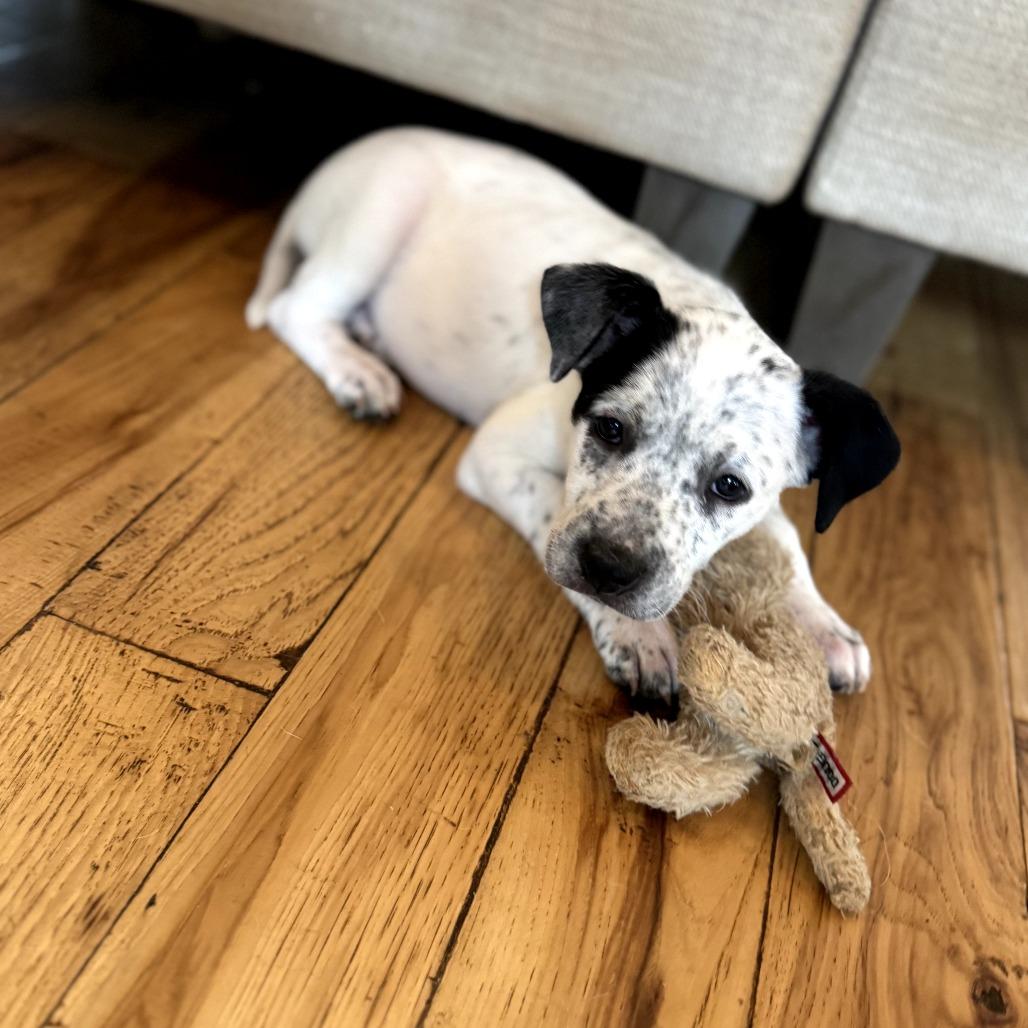 Snapchat, a Adoptable Mixed Breed in Huntsville, AL image 3/6