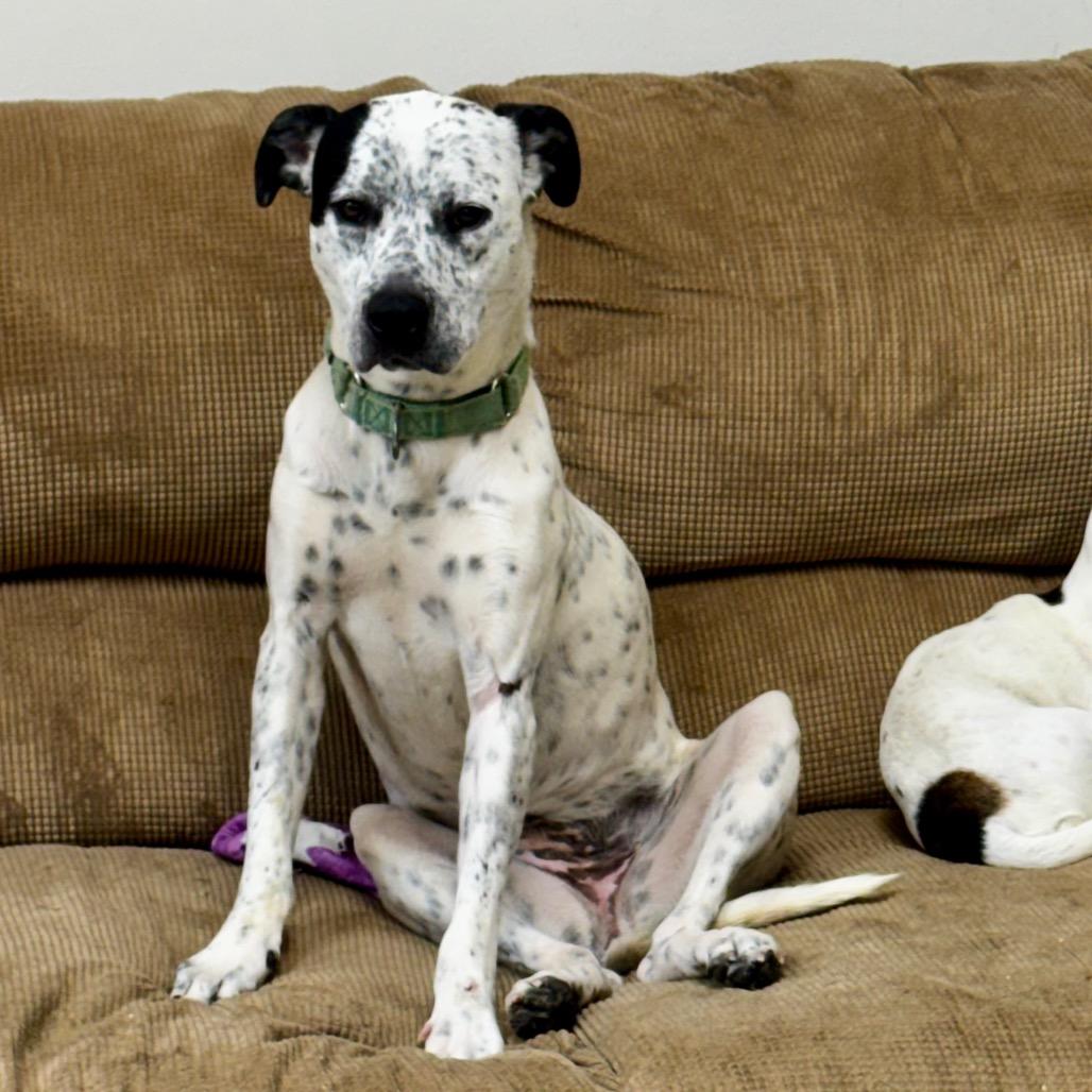 Enlarge Snapchat, a Adoptable Mixed Breed in Huntsville, AL image 3/6