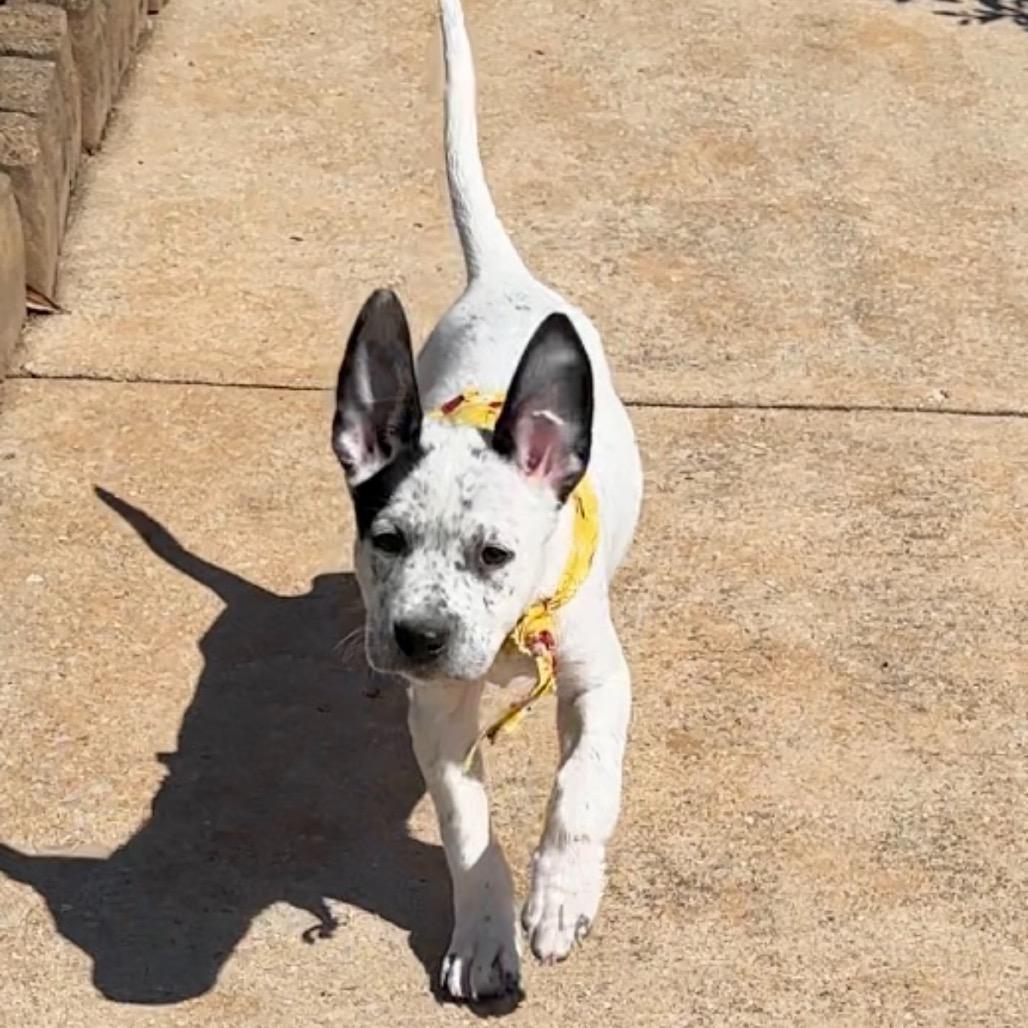 Enlarge Snapchat, a Adoptable Mixed Breed in Huntsville, AL image 4/6