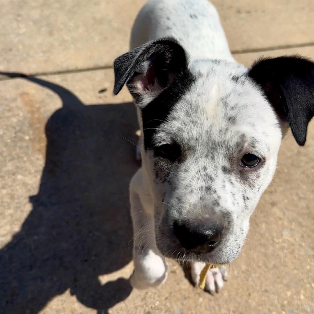 Snapchat, a Adoptable Mixed Breed in Huntsville, AL image 4/6