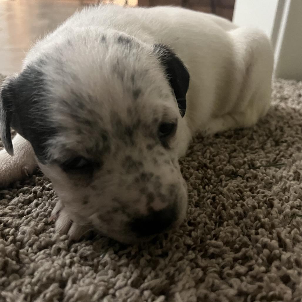 Snapchat, a Adoptable Mixed Breed in Huntsville, AL image 5/6