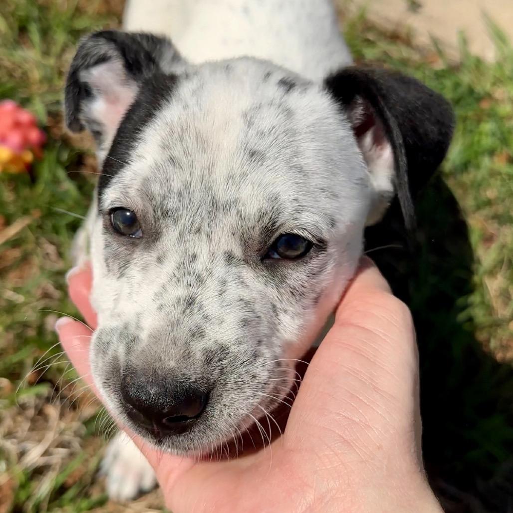 Snapchat, a Adoptable Mixed Breed in Huntsville, AL image 6/6