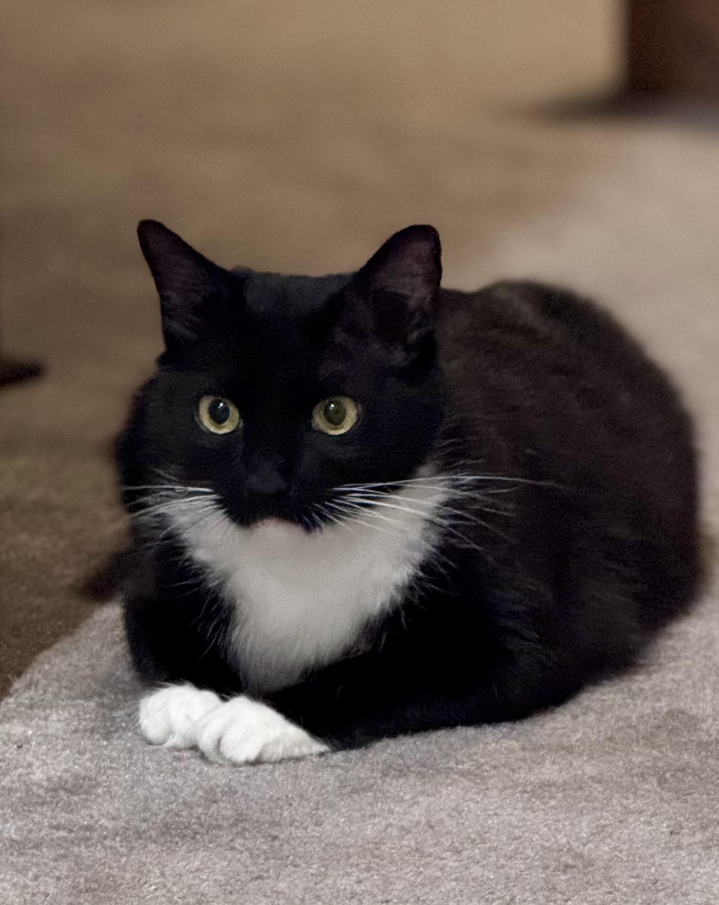 Mama Cat, a ADOPTABLE Domestic Medium Hair in Houston, TX image 3/6