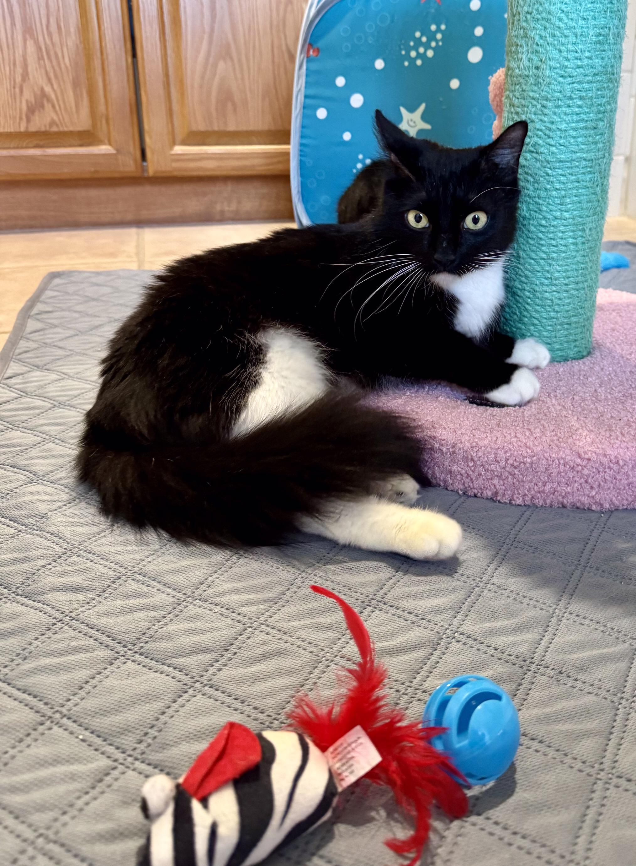 Mama Cat, a ADOPTABLE Domestic Medium Hair in Houston, TX image 2/6
