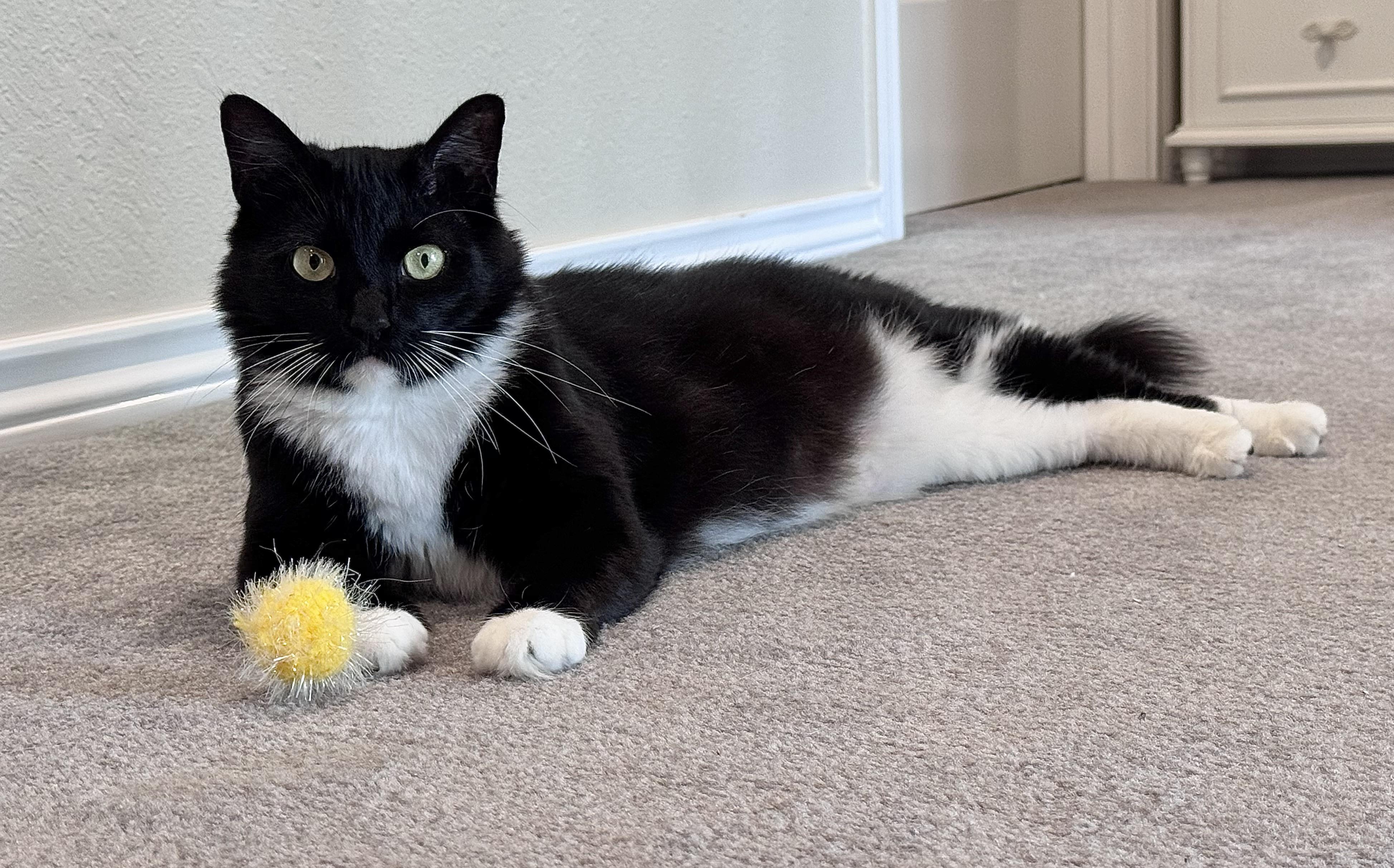 Mama Cat, a ADOPTABLE Domestic Medium Hair in Houston, TX image 6/6