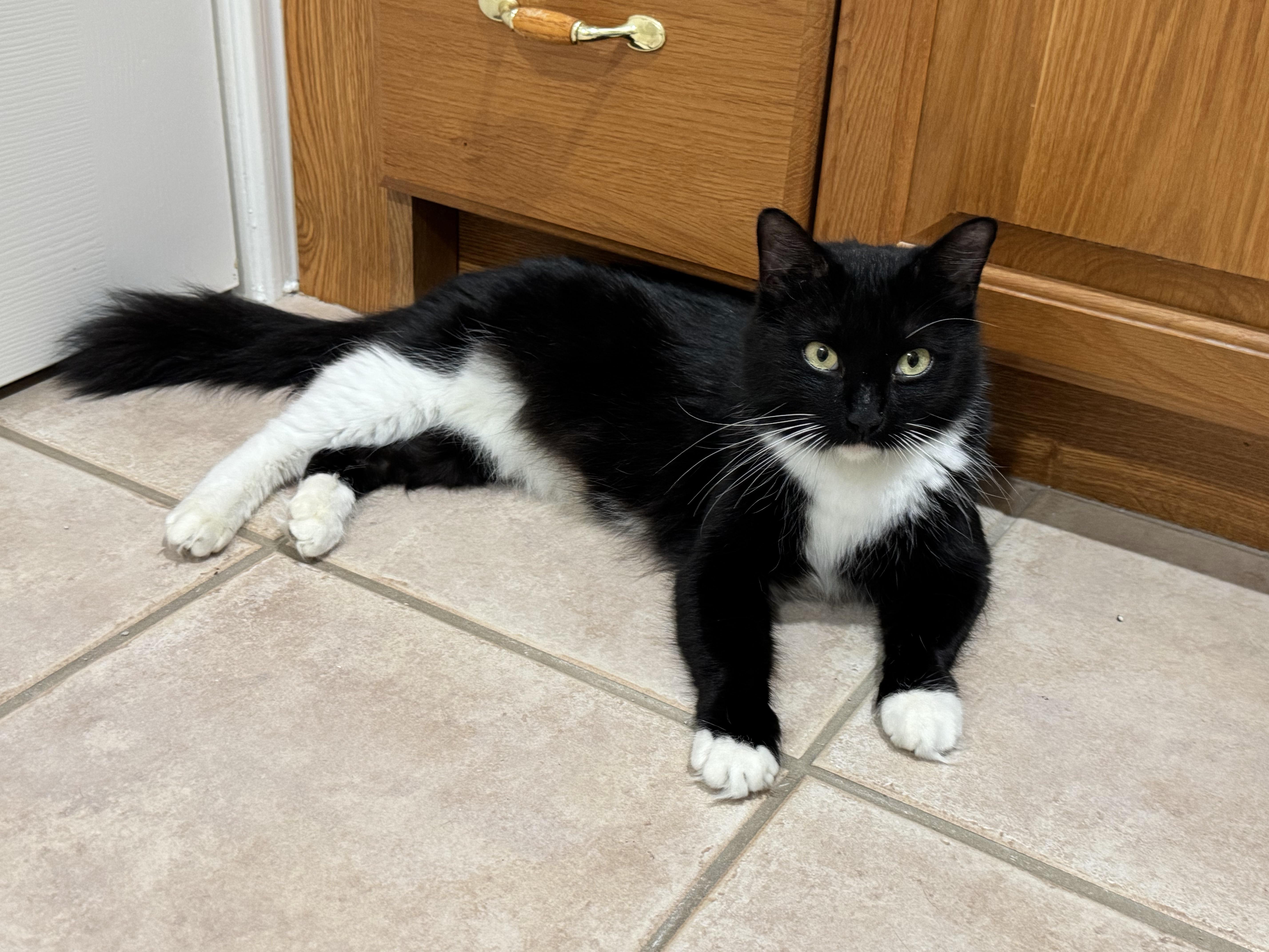 Mama Cat, a ADOPTABLE Domestic Medium Hair in Houston, TX image 2/2